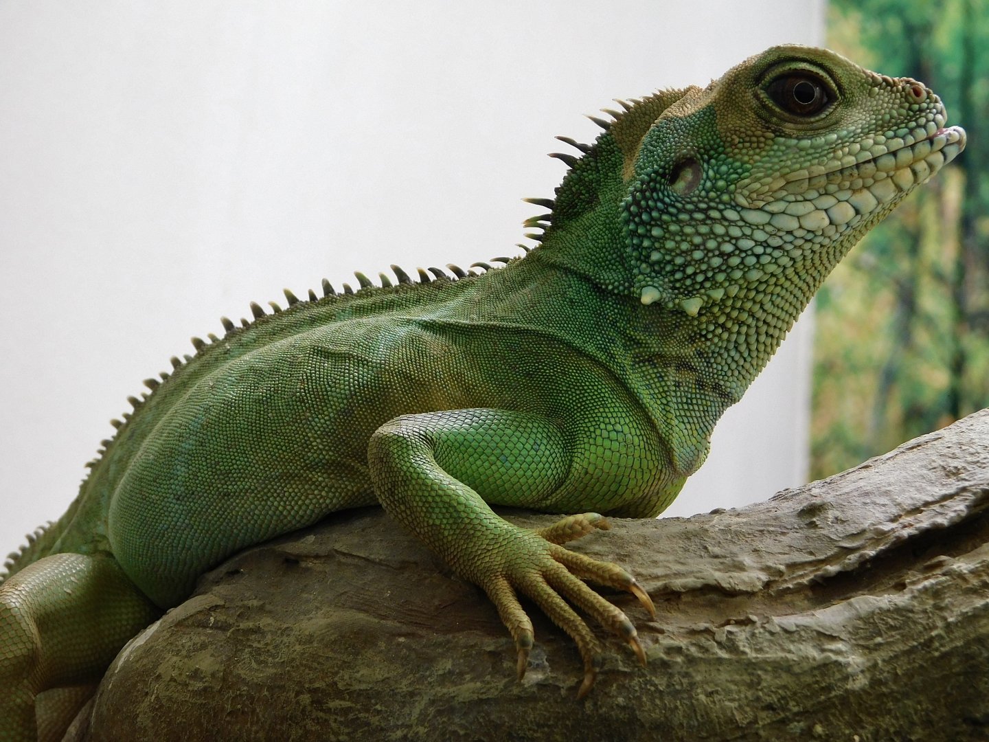 Chinese Water Dragon (Physignathus cocincinus）July 27, 2025