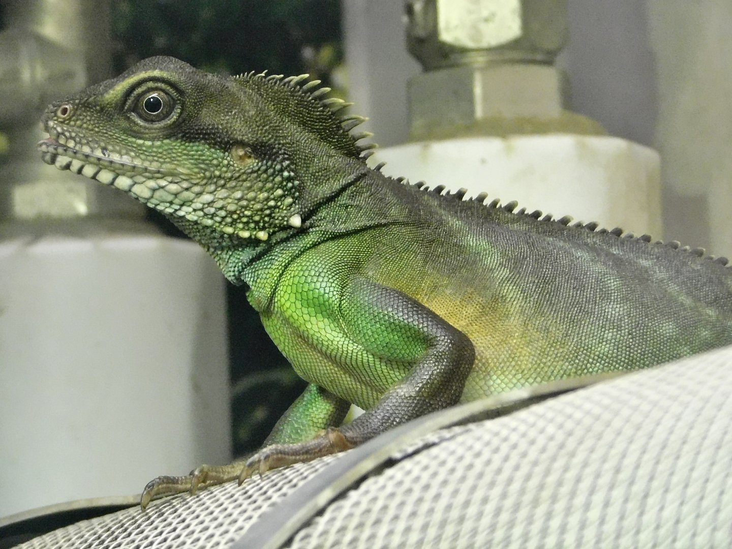 Chinese Water Dragon (Physignathus Cocincinus) October 11, 2025