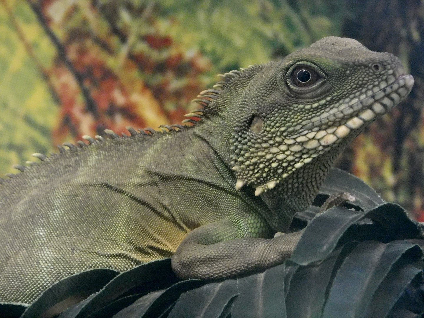 Chinese Water Dragon (Physignathus Cocincinus) October 11, 2025