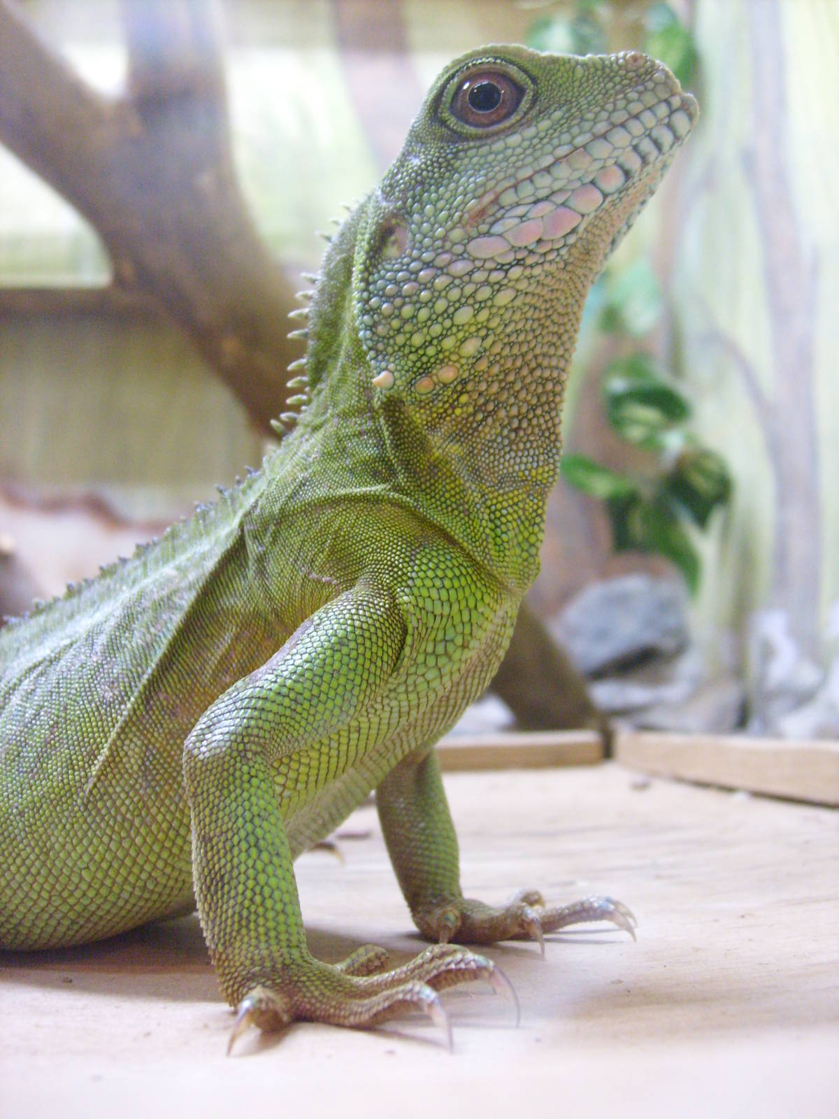 Chinese water dragon/Physignathus cocincinus