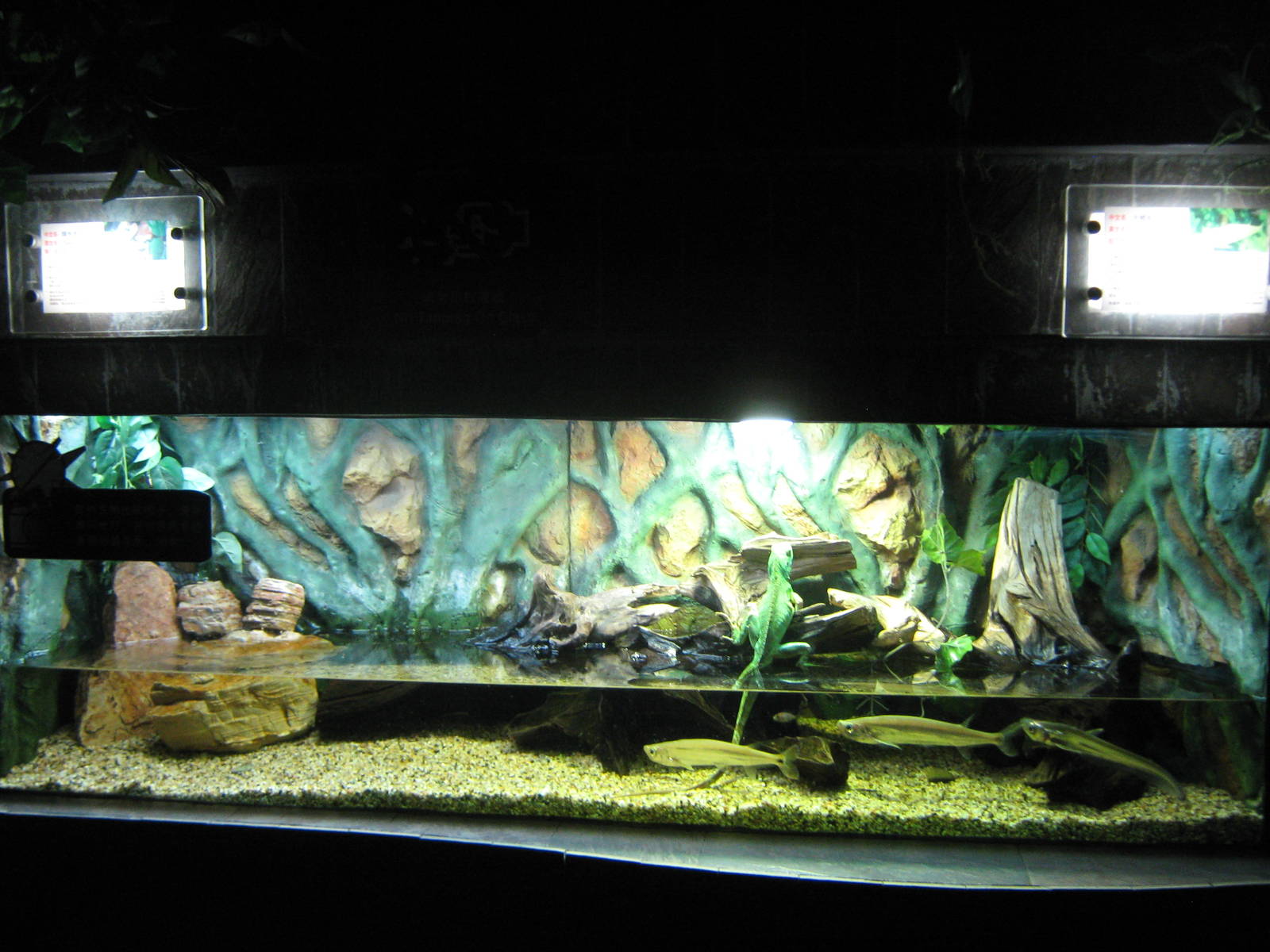 Chinese water dragon (Physignathus cocincinus)