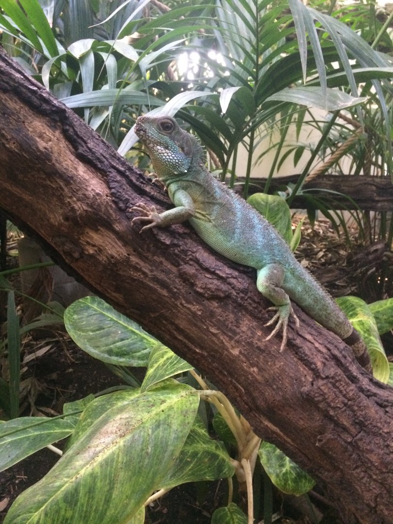 Chinese water dragon (Physignathus cocincinus)