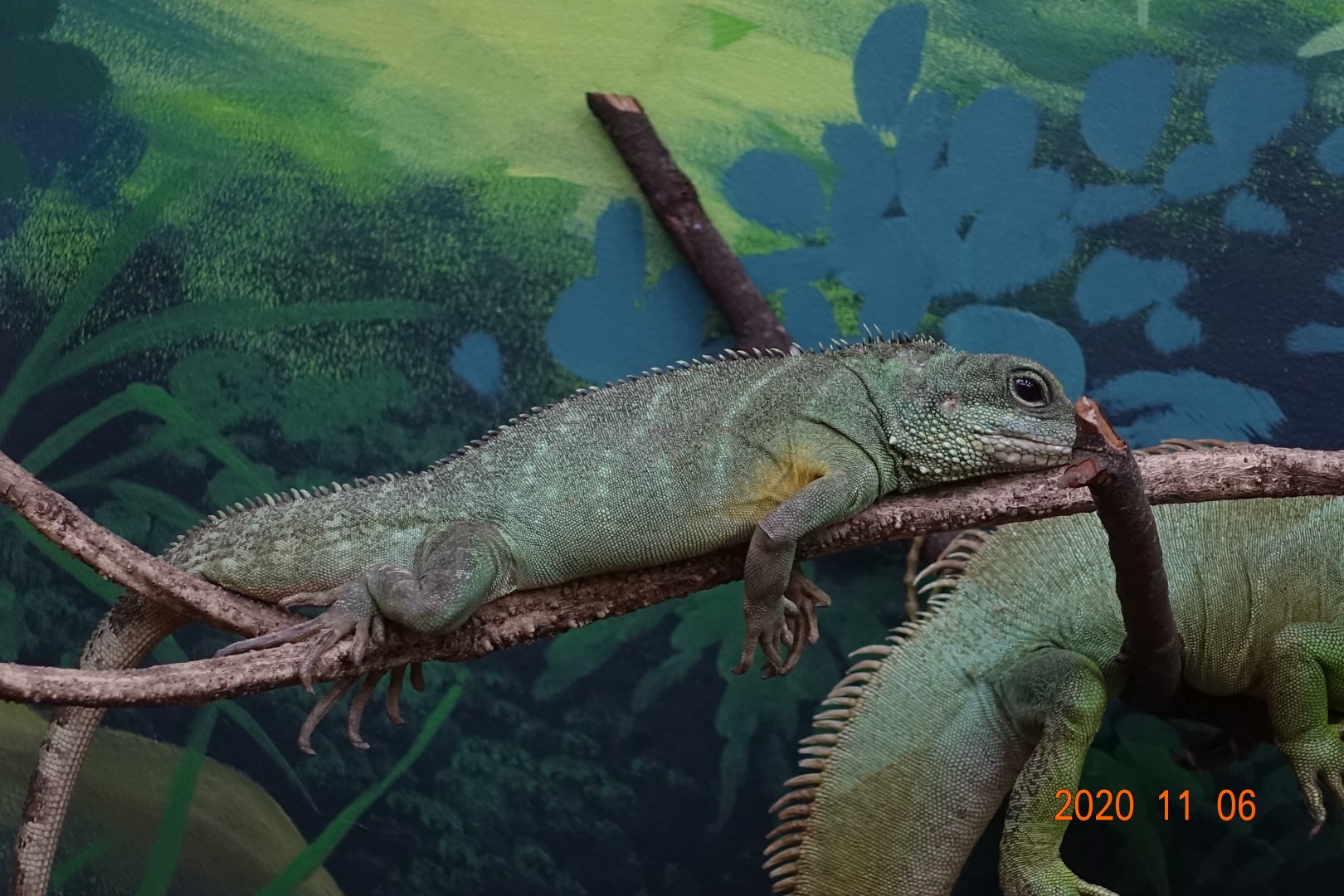 Chinese Water Dragon (Physignathus cocincinus)
