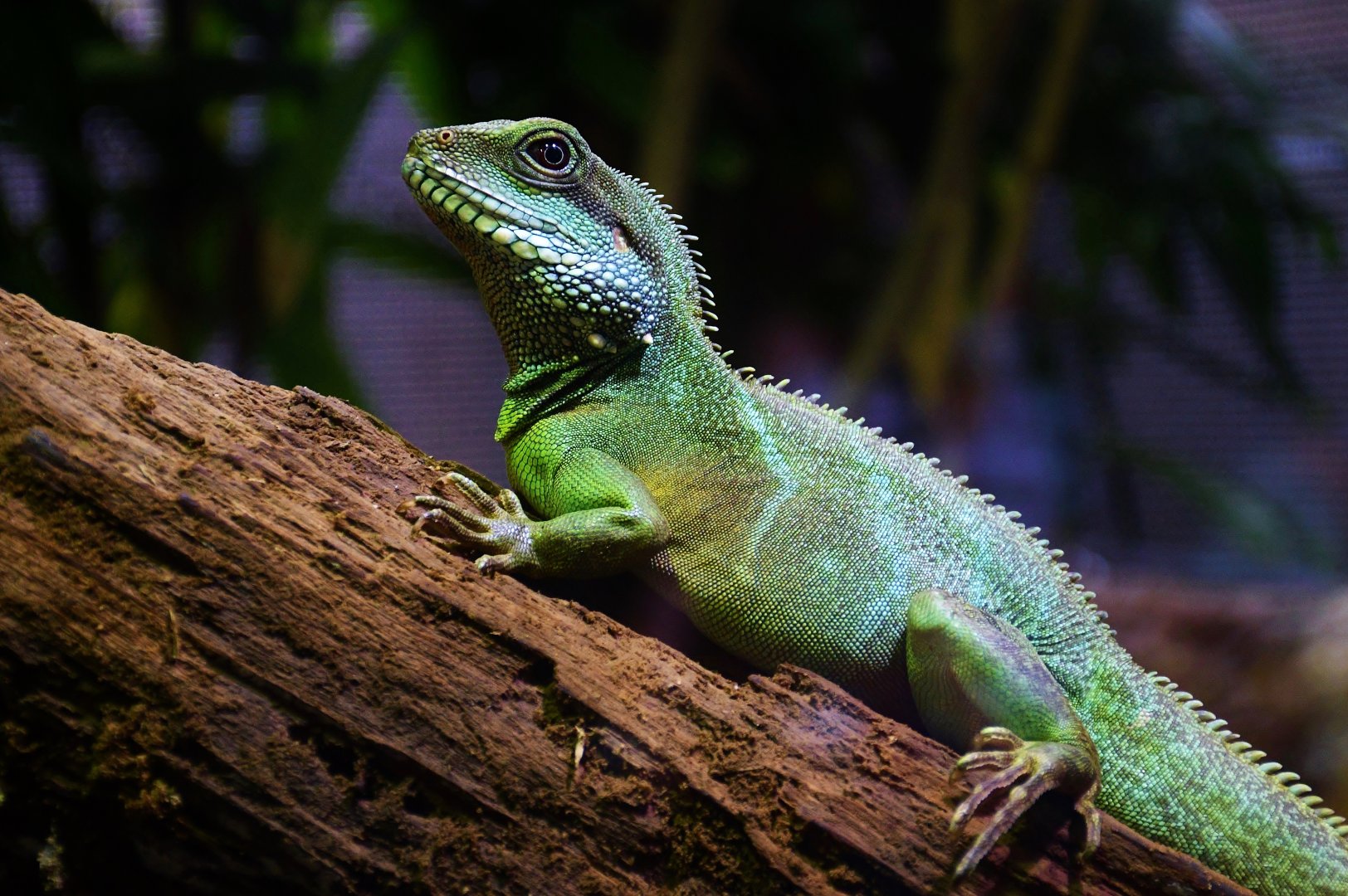 Chinese Water Dragon (Physignathus cocincinus)