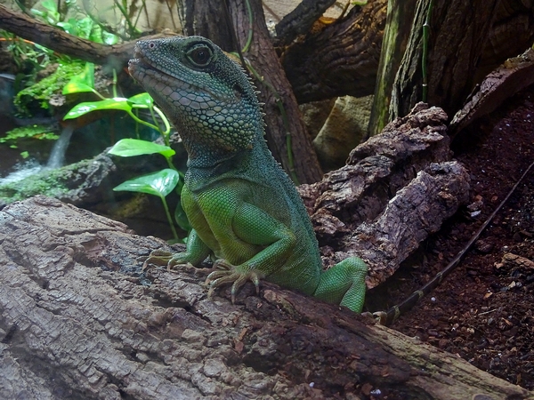 Chinese water dragon (Physignathus cocincinus)
