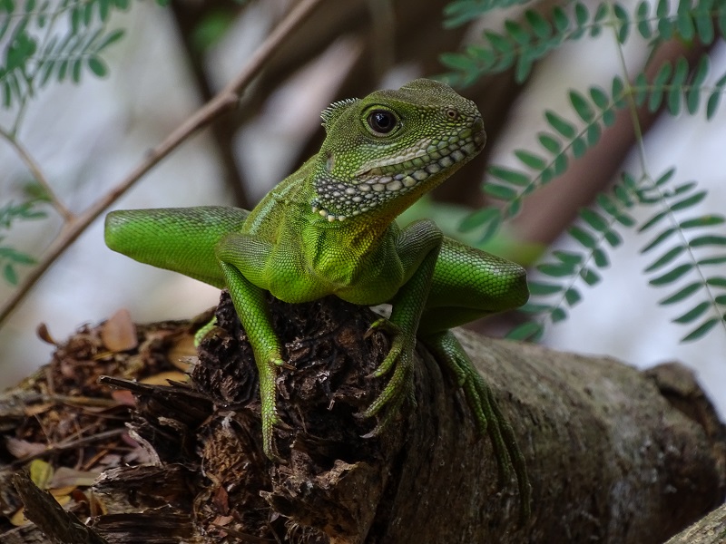 Chinese water dragon (Physignathus cocincinus)
