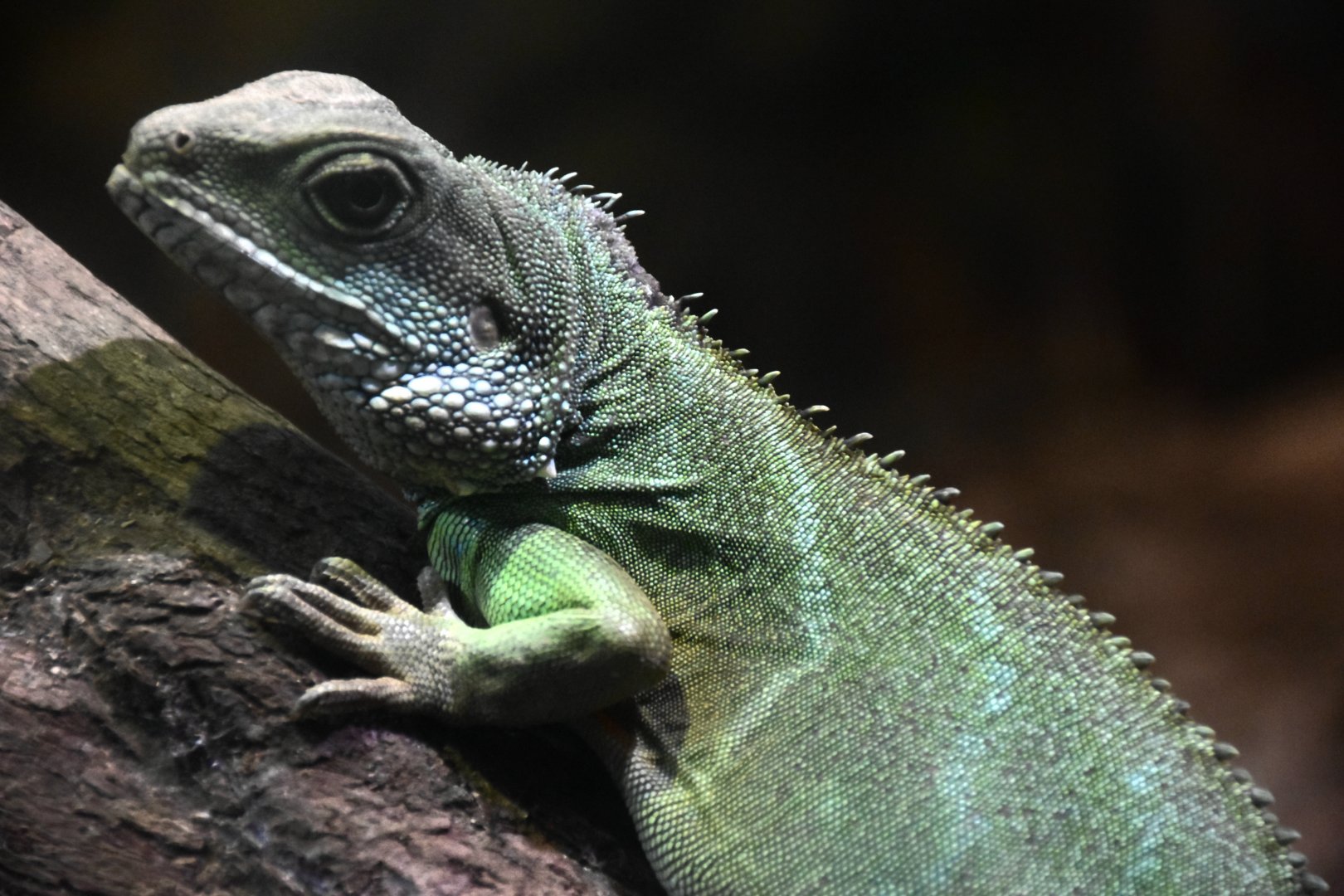Chinese Water Dragon (Physignathus cocincinus)