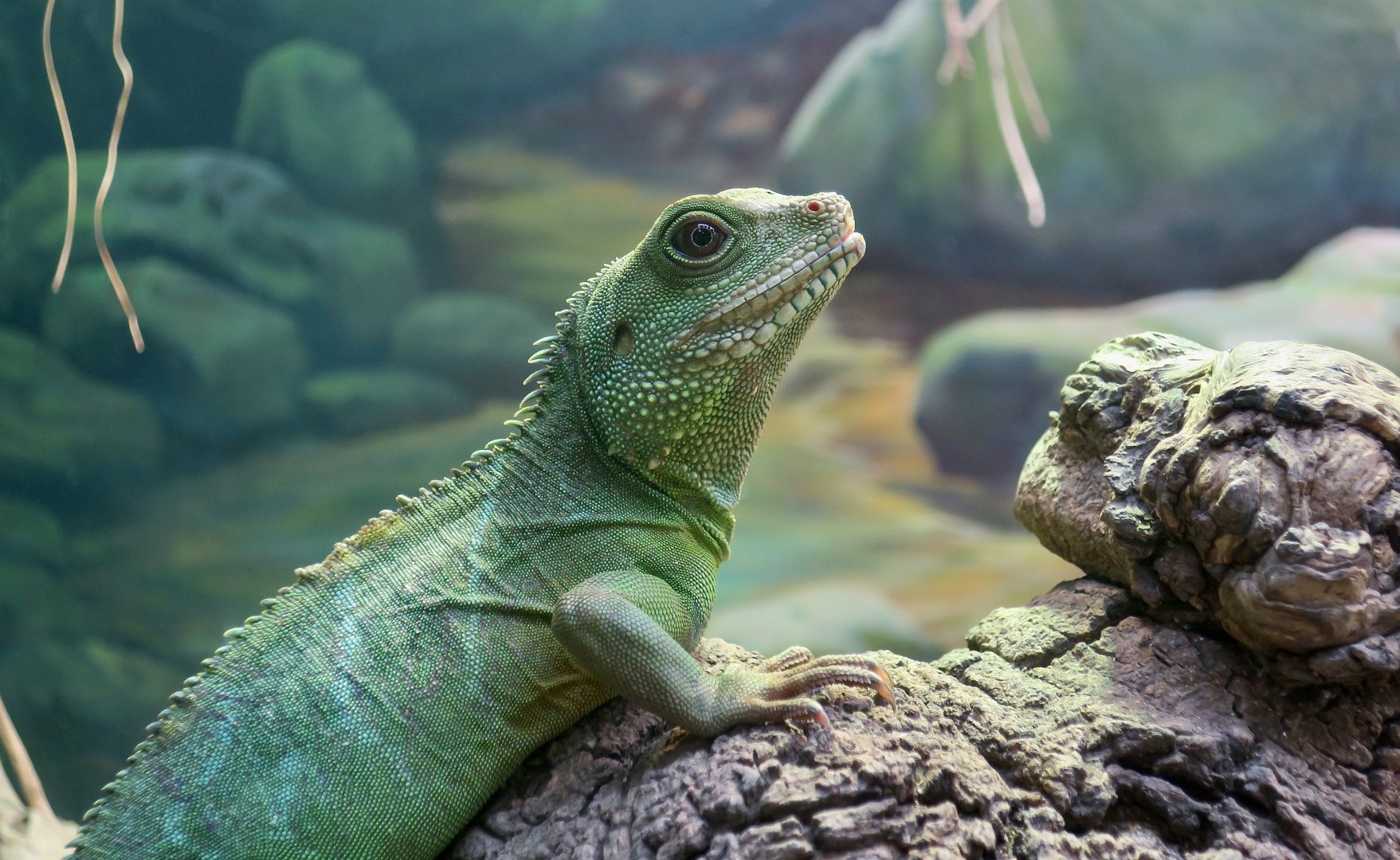 Chinese Water Dragon (Physignathus cocincinus)