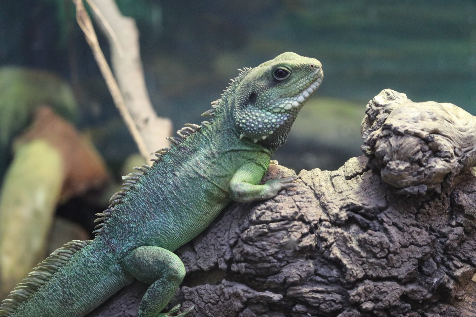 Chinese Water Dragon (Physignathus cocincinus)