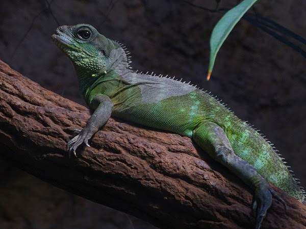 Chinese water dragon (Physignathus cocincinus)