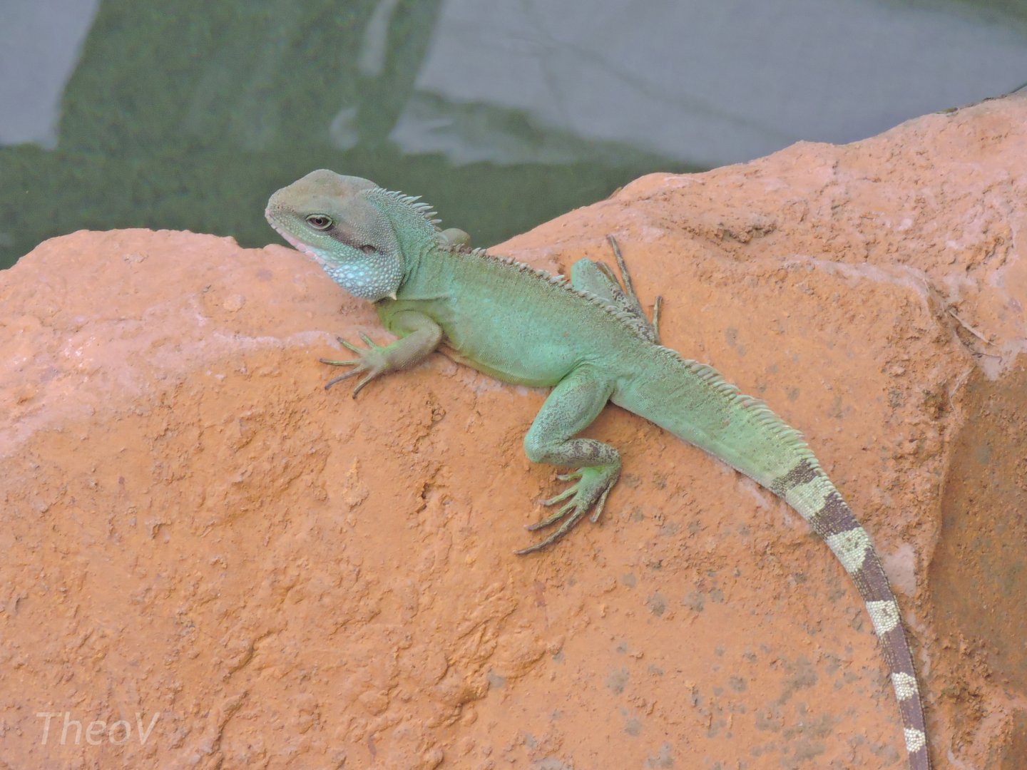 Chinese water dragon - Python Island [2016]