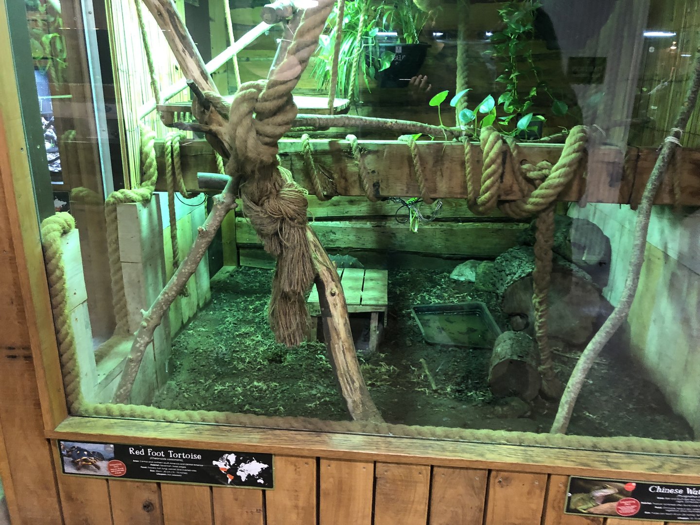 Chinese Water Dragon / Red-footed Tortoise Enclosure at Cannon Hall Farm (May 2022)