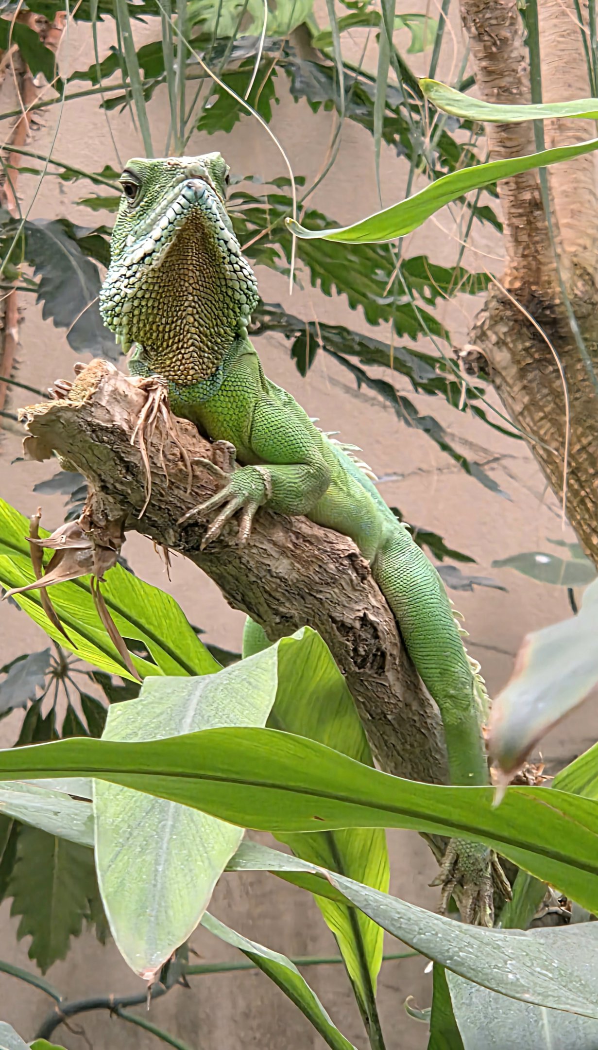 Chinese Water Dragon - Reptile Gardens