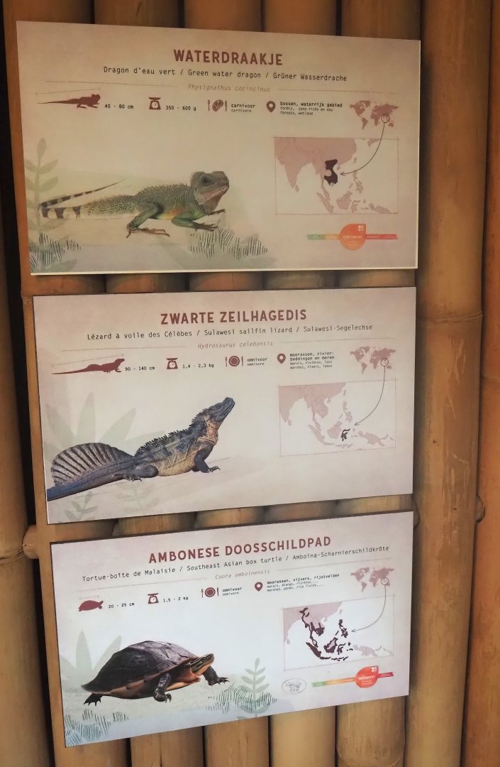 Chinese water dragon, Sulawesi sailfin lizard and Southeast Asian box turtle signage, 2025-04-26
