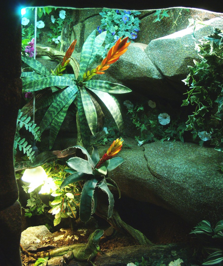 Chinese water dragon terrarium, 2014-02-16