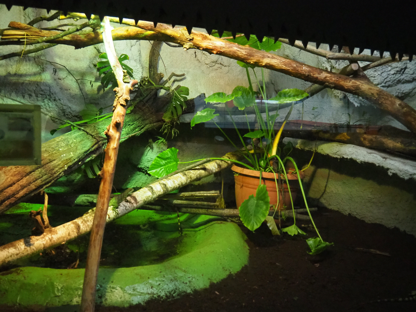 Chinese water dragon terrarium, 2019-08-04
