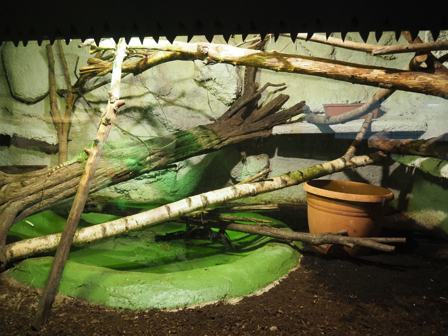 Chinese water dragon terrarium, 2020-06-20