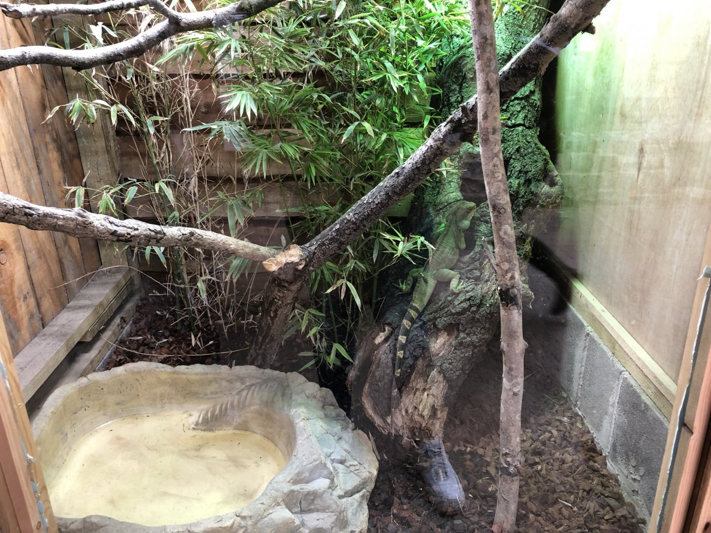 Chinese Water Dragon Vivarium at Northumberland Country Zoo (September 2021)