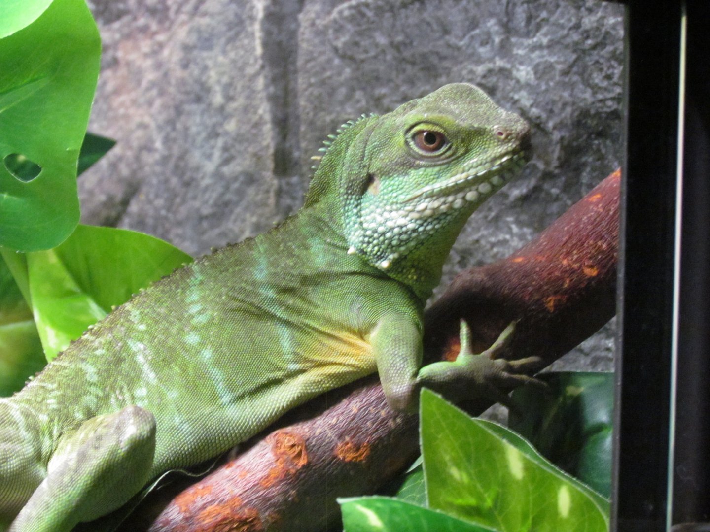 Chinese Water Dragon - Wichita Reptarium