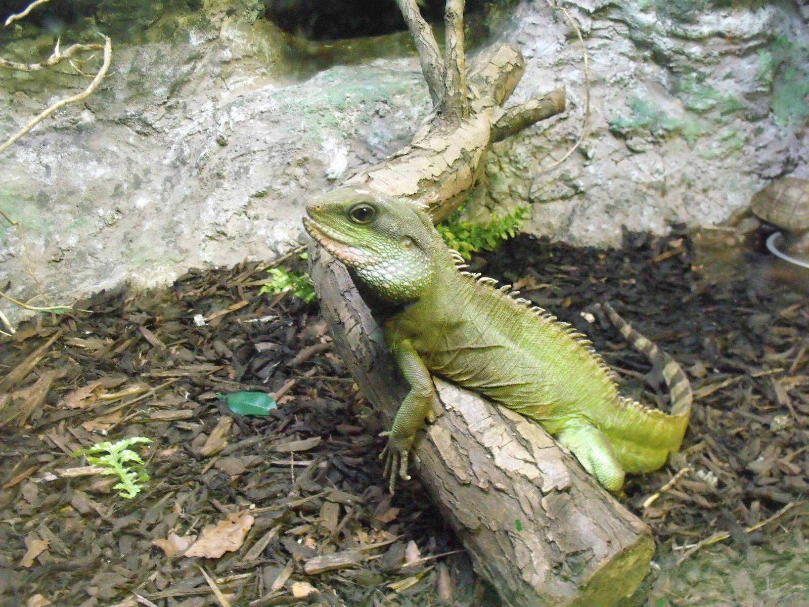 Chinese Water Dragon