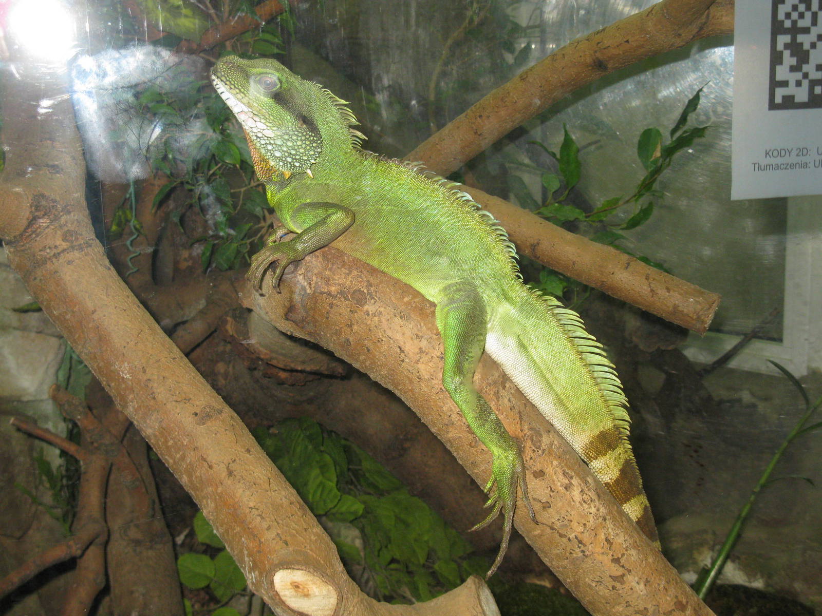 Chinese Water Dragon