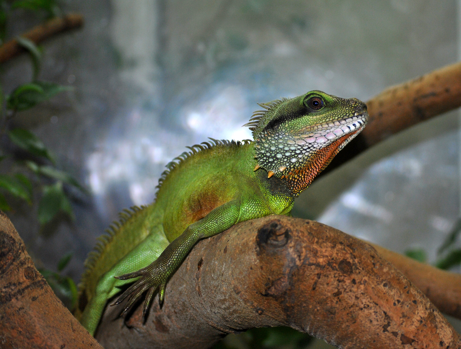 Chinese Water Dragon