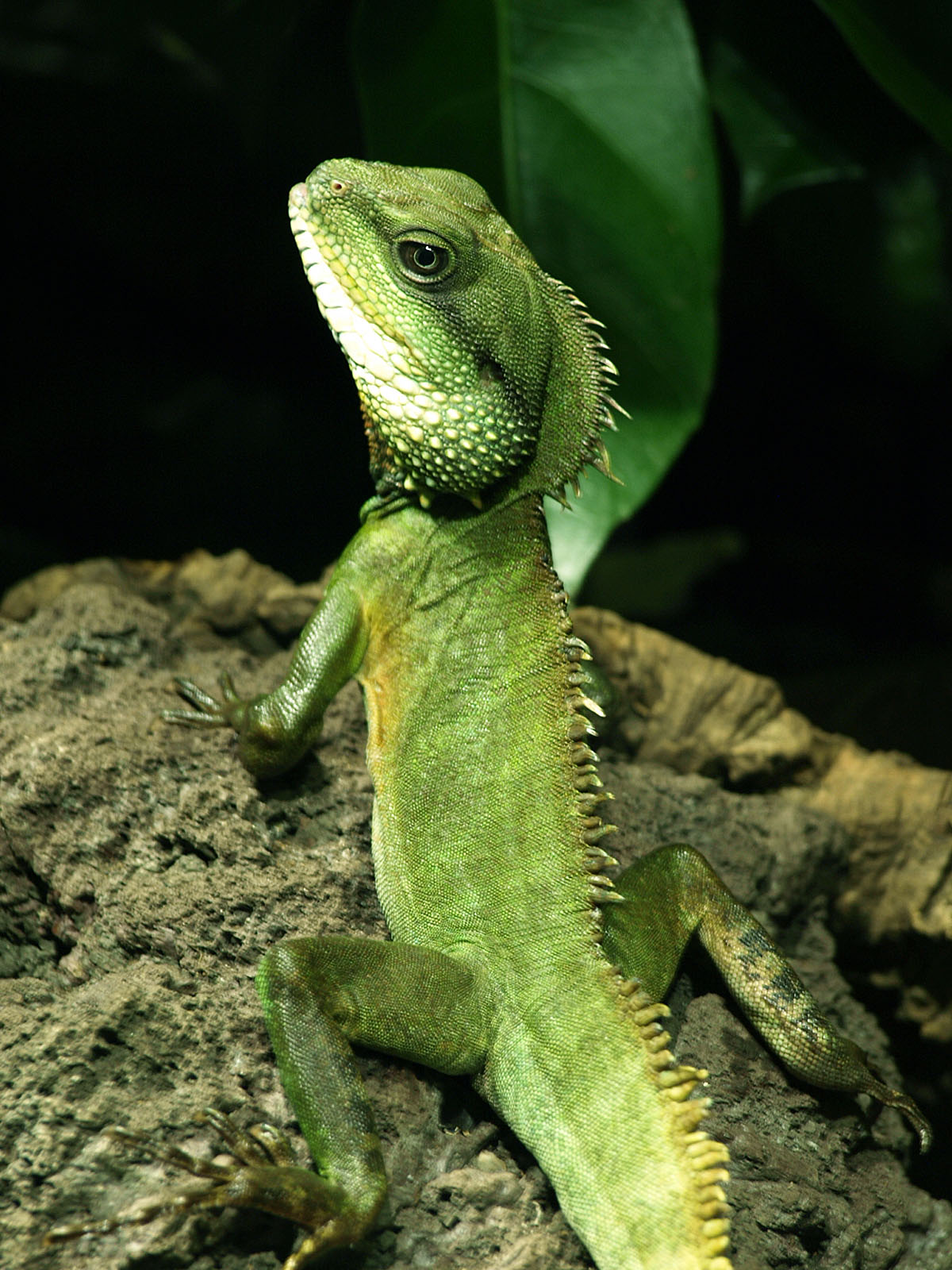 Chinese Water dragon
