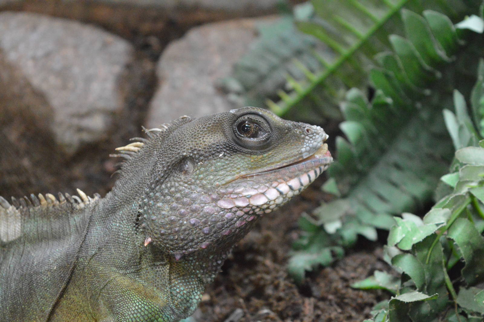 Chinese water dragon