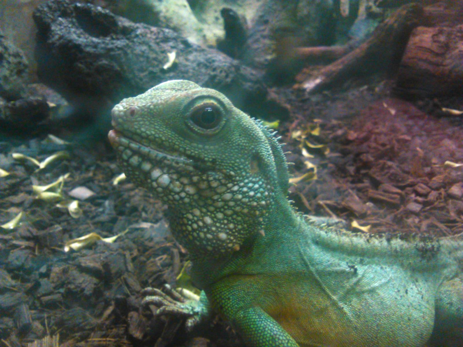 Chinese water dragon