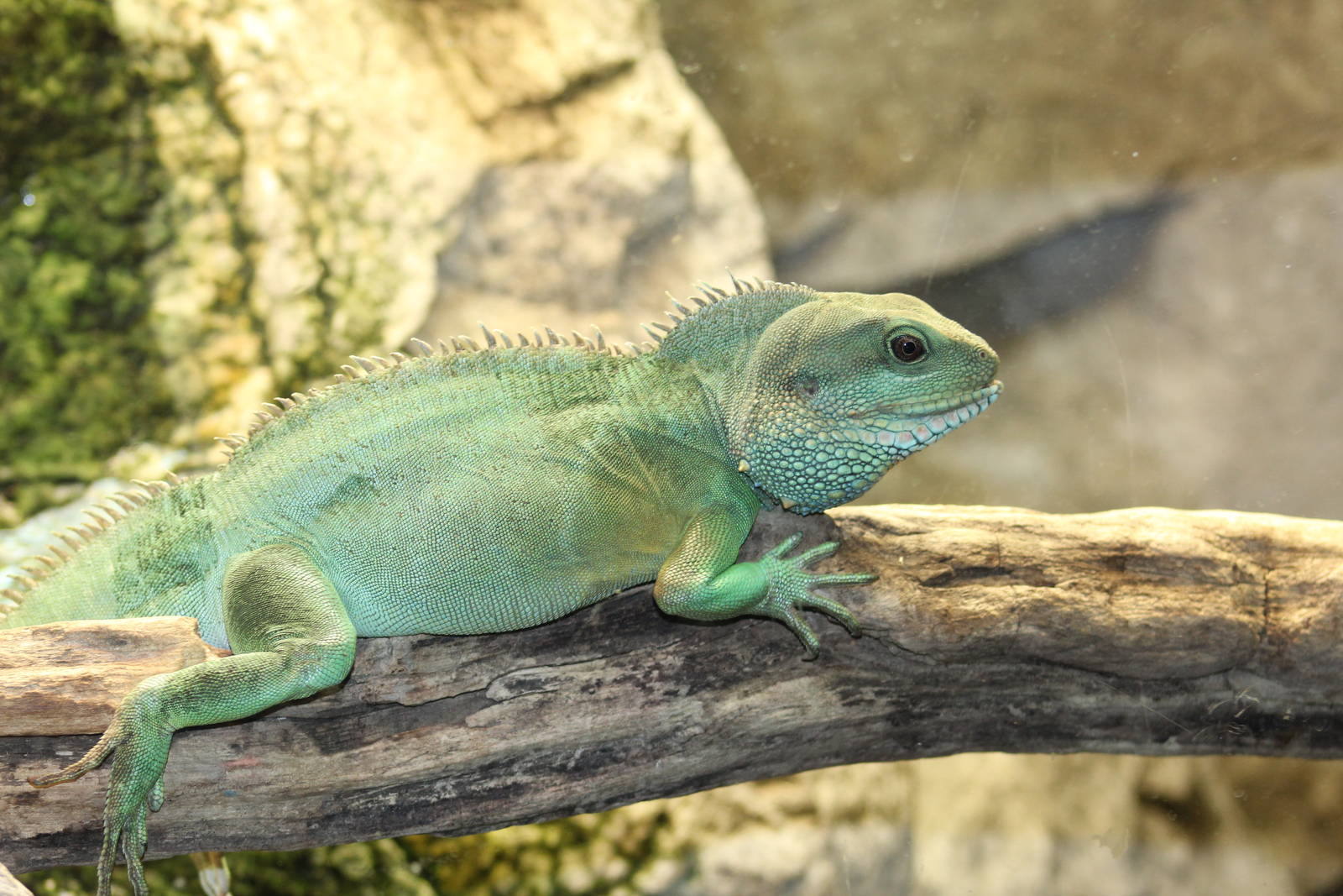 Chinese Water Dragon