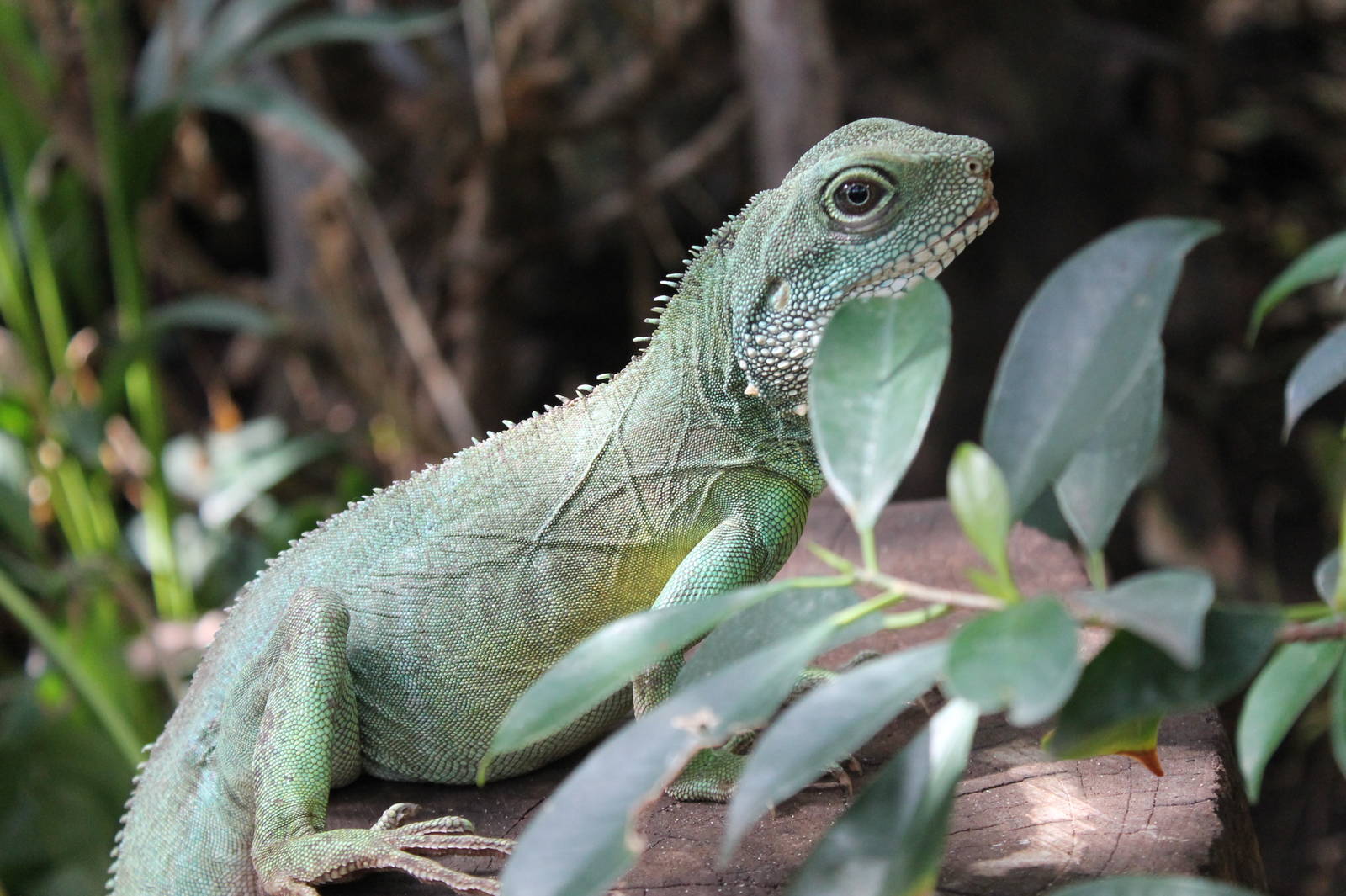 Chinese Water Dragon