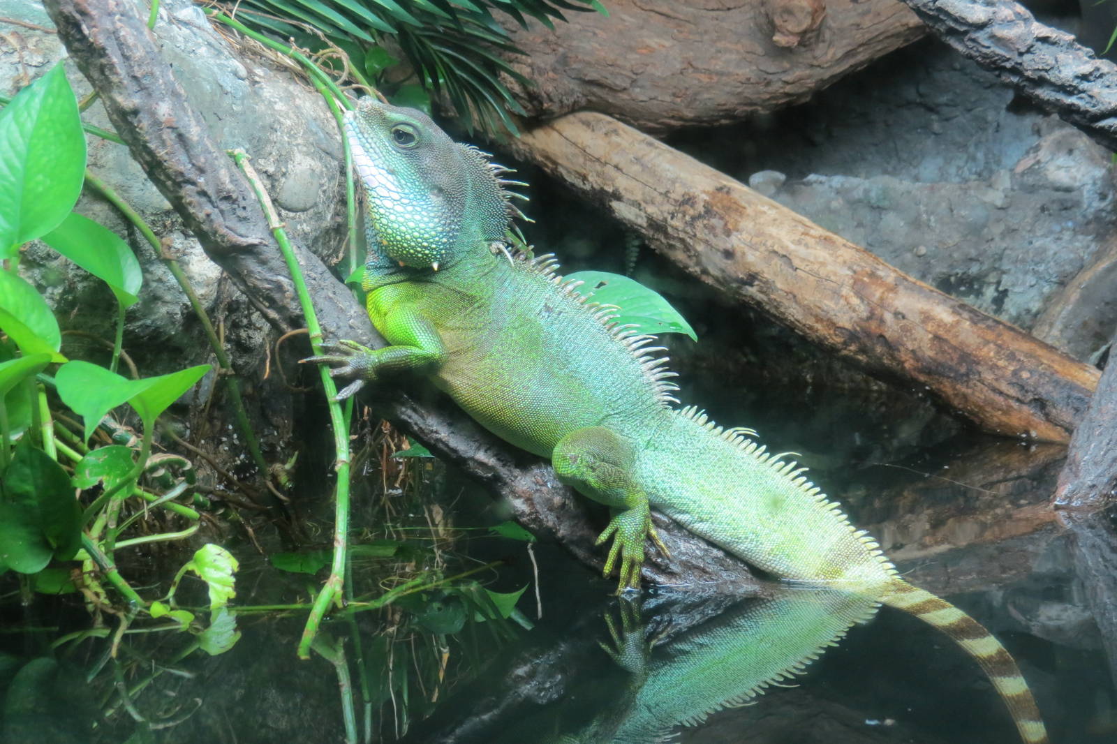 Chinese water dragon?