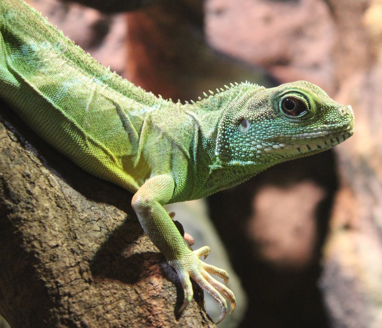 Chinese water dragon