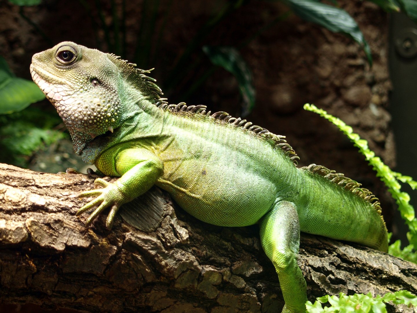 Chinese water dragon