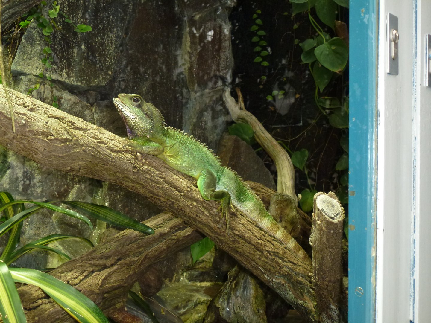 Chinese Water Dragon