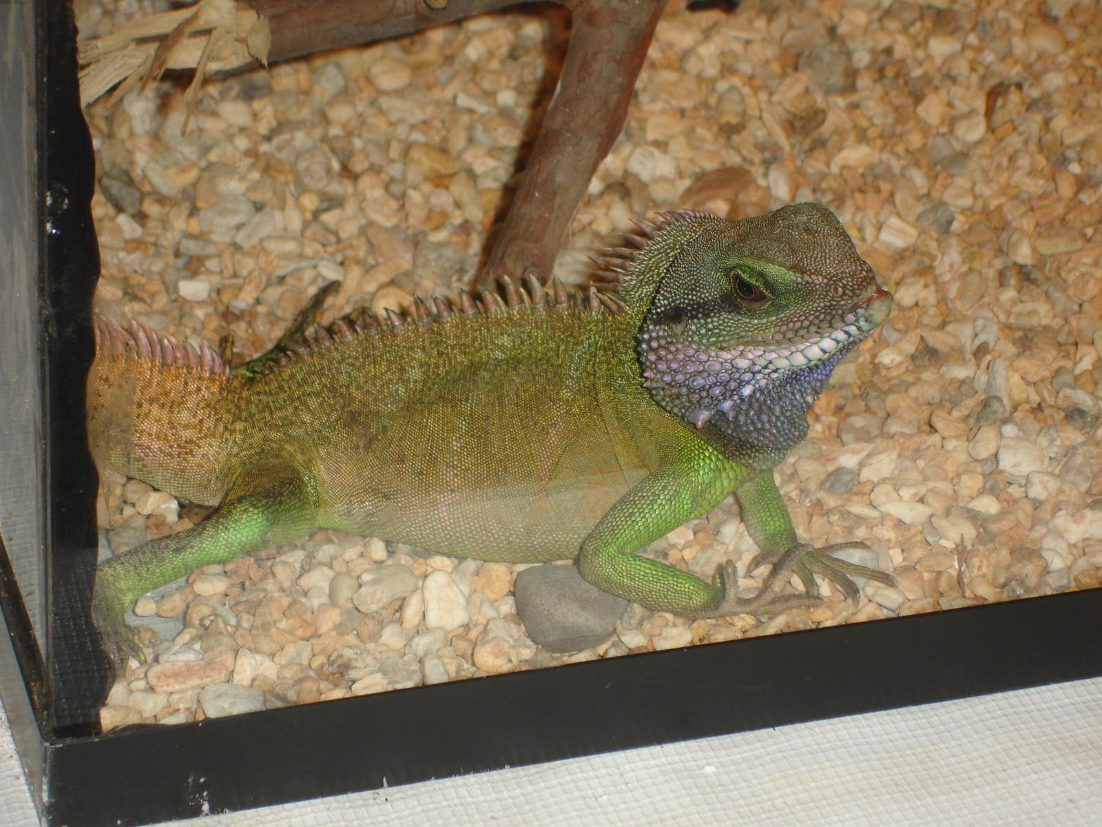 Chinese Water Dragon