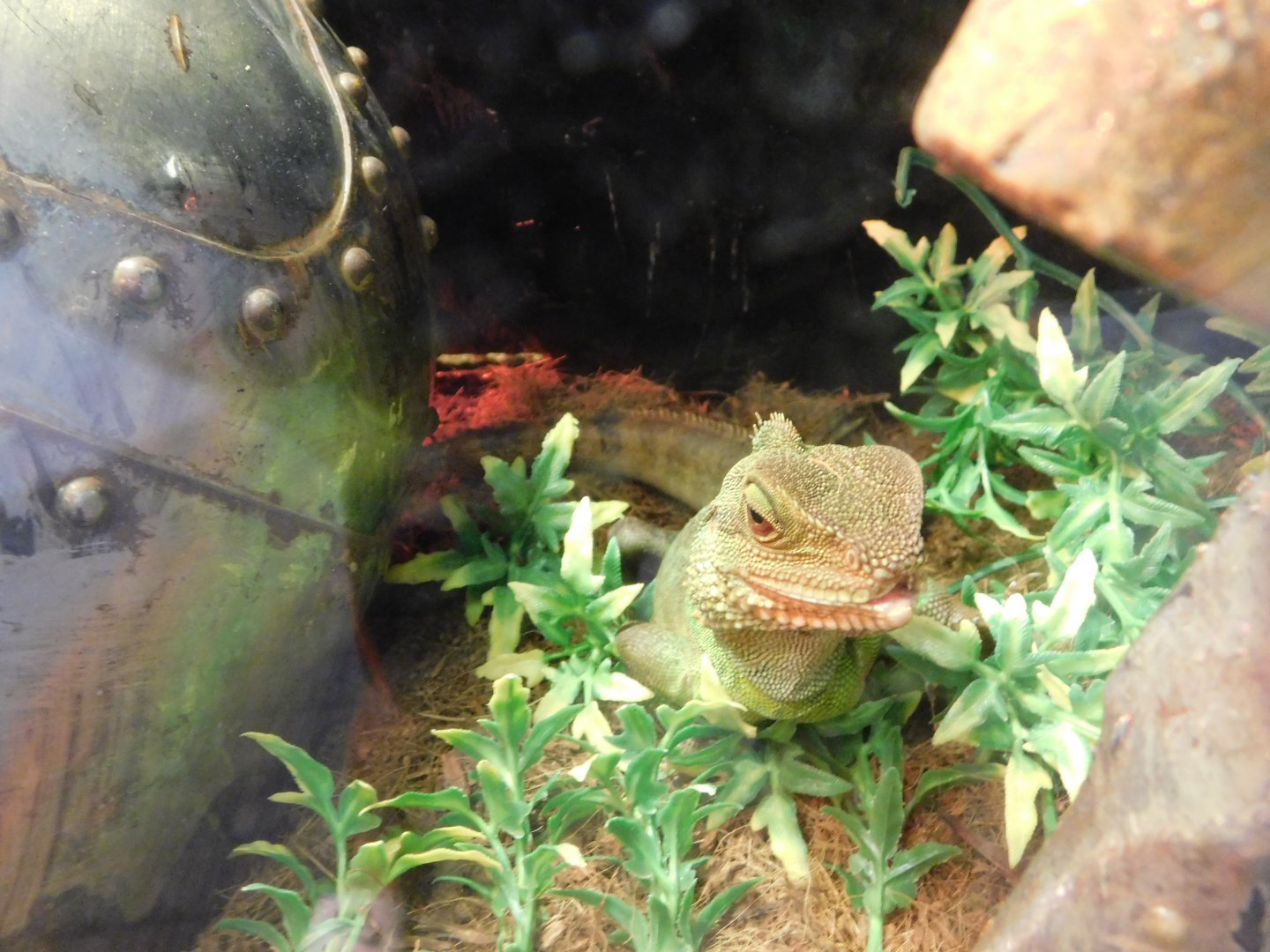 Chinese Water Dragon