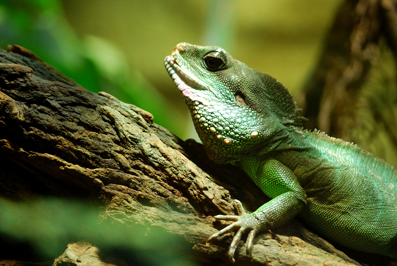 Chinese water dragon