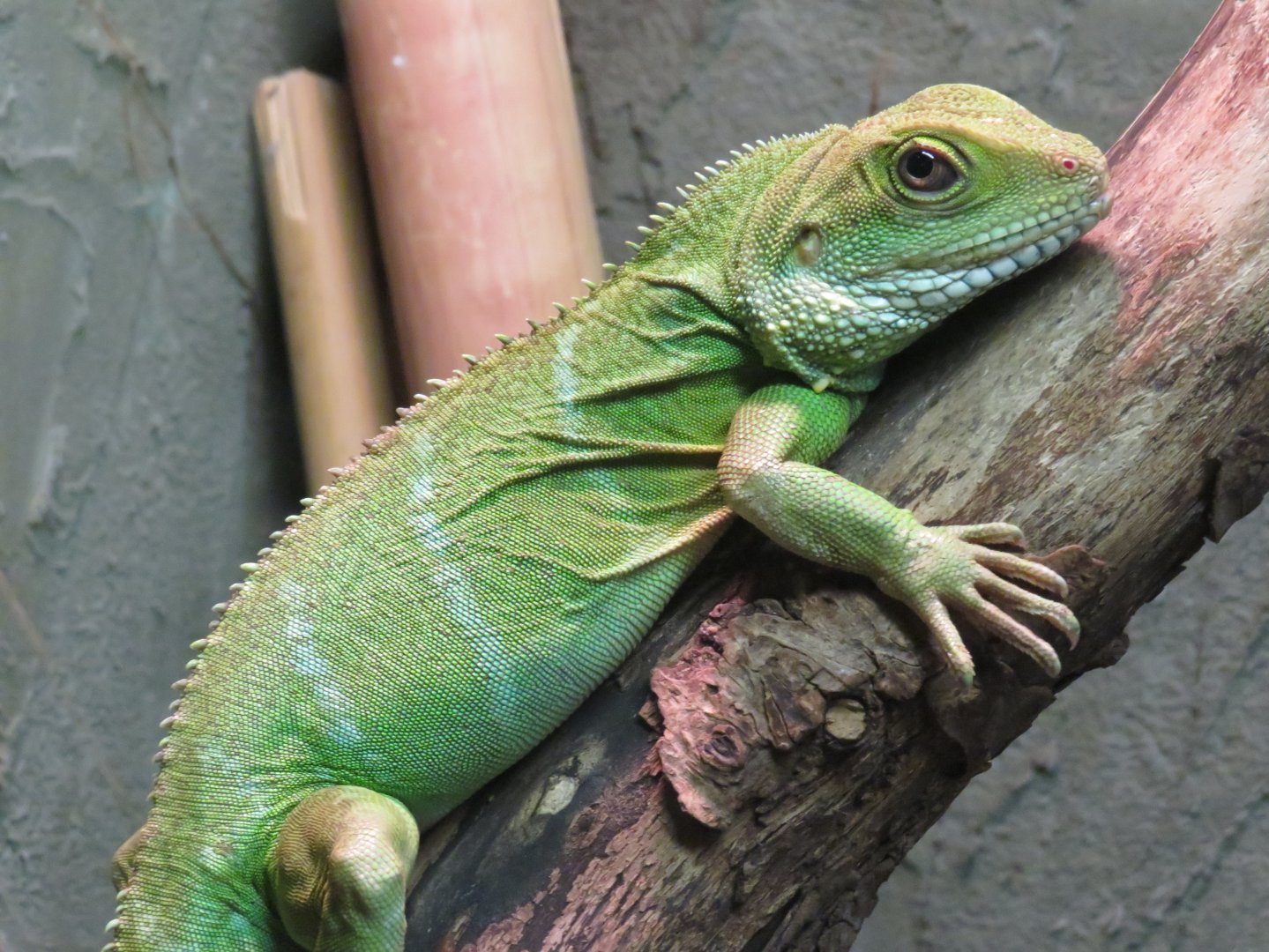 Chinese water dragon