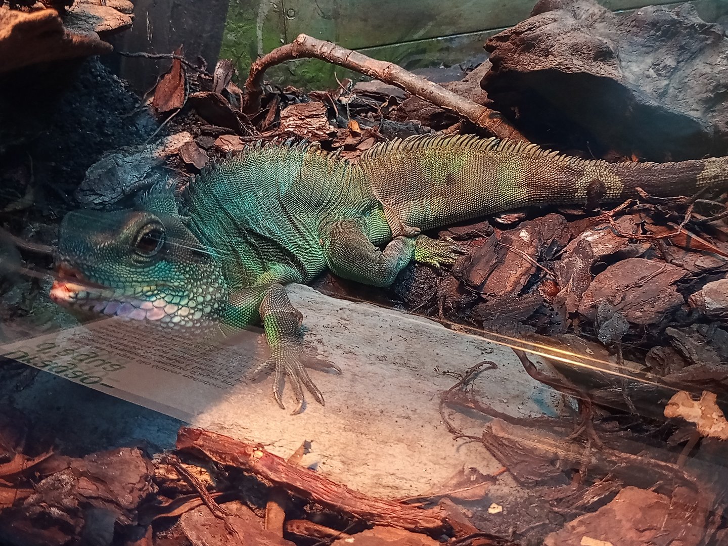 Chinese water dragon
