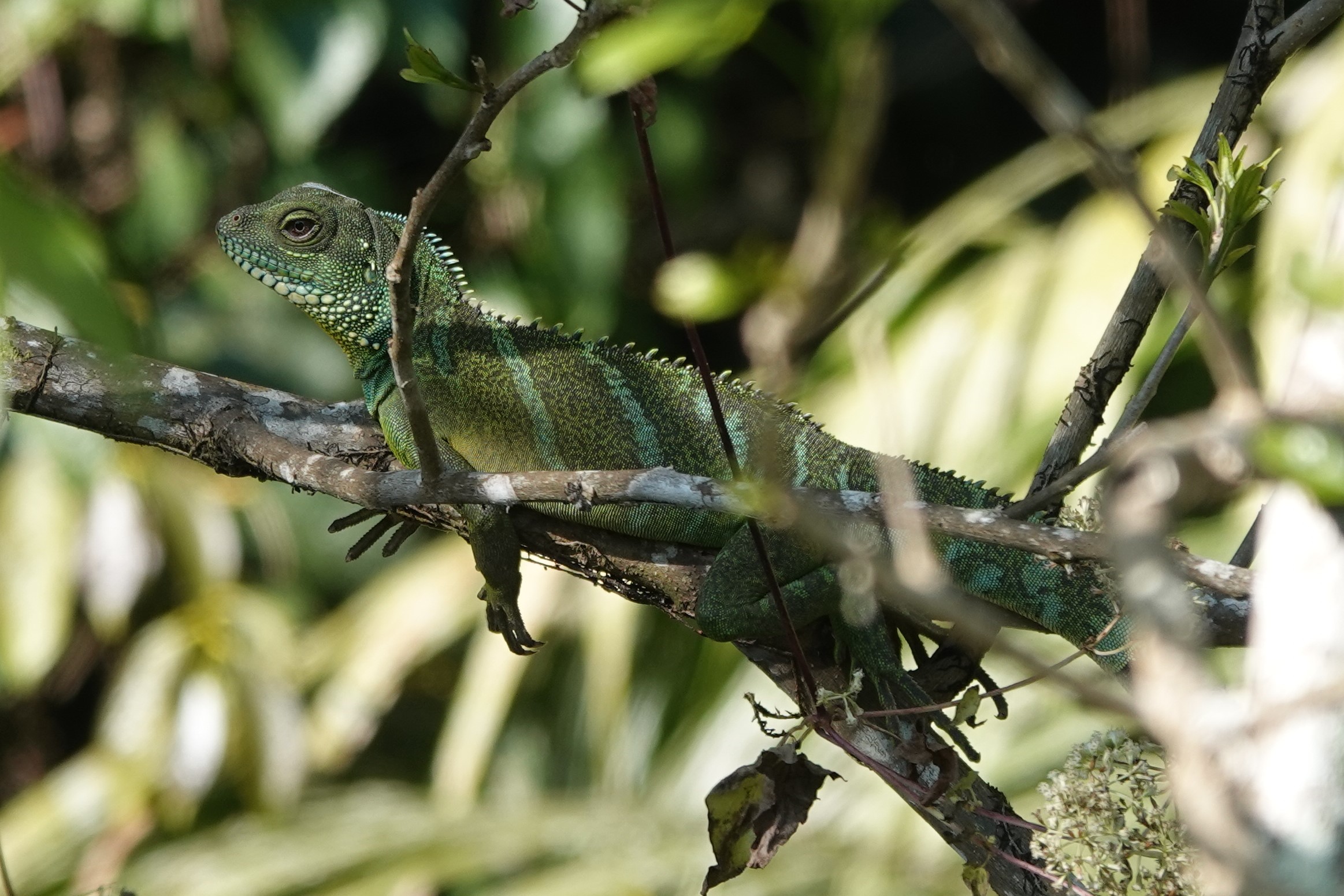 Chinese water dragon