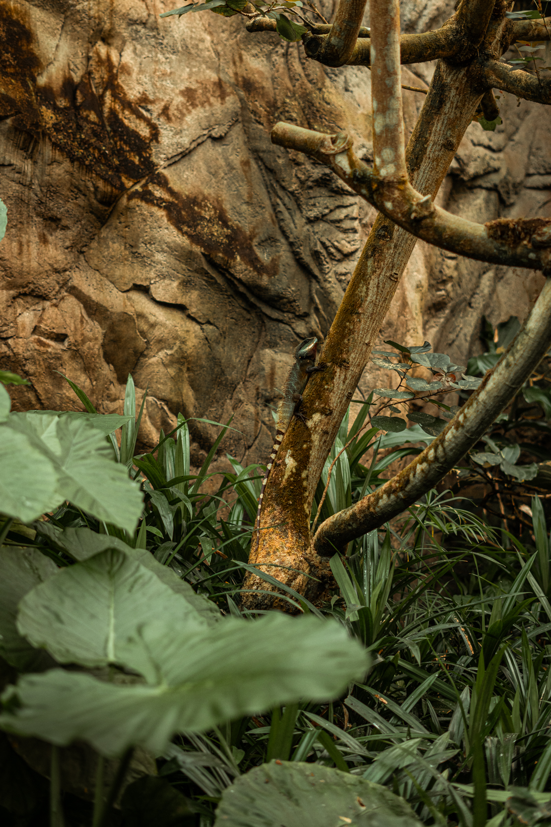 Chinese water dragon