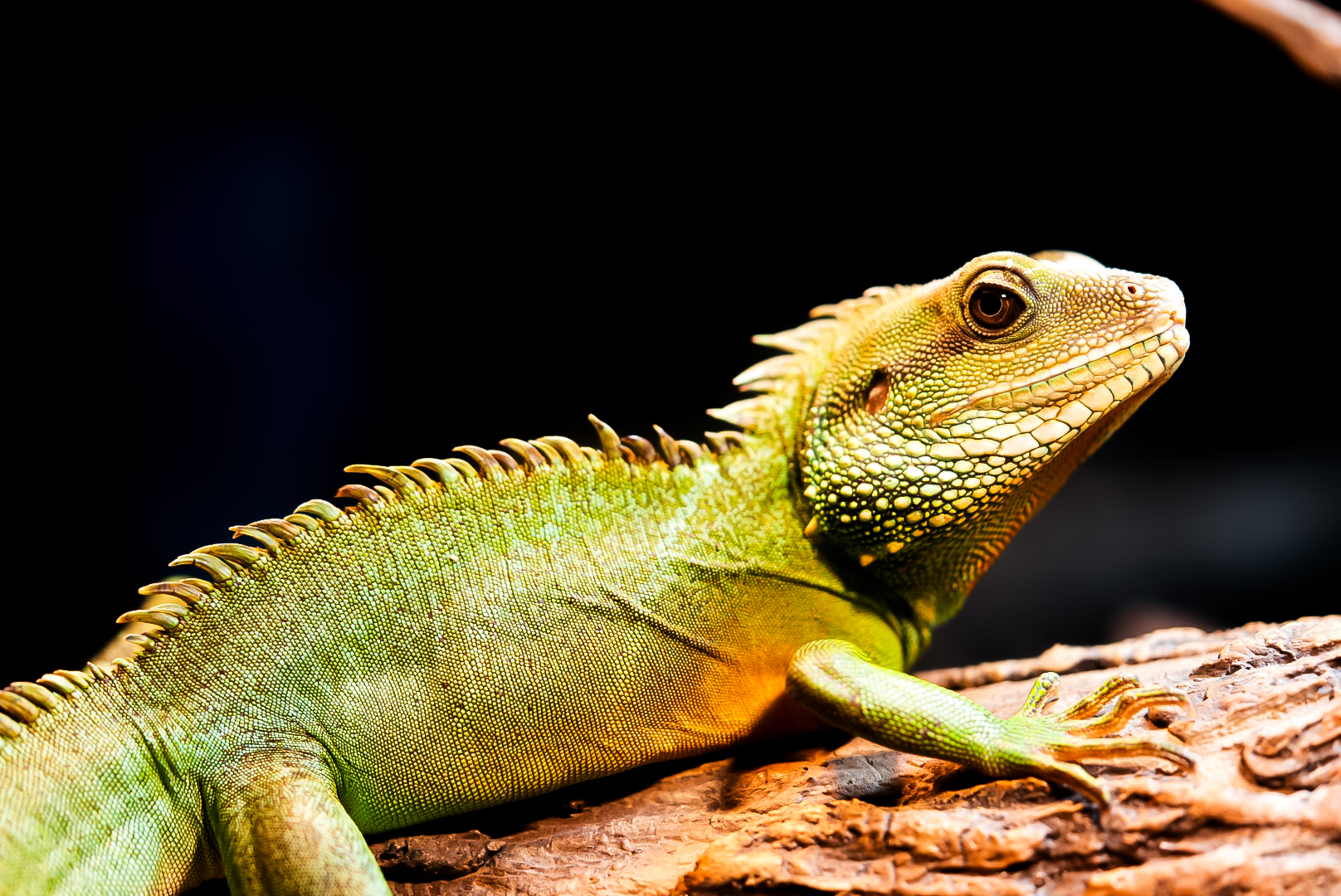 Chinese Water Dragon