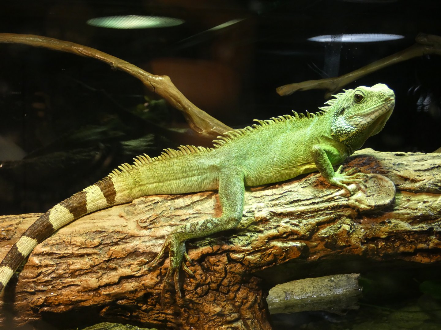 Chinese water dragon