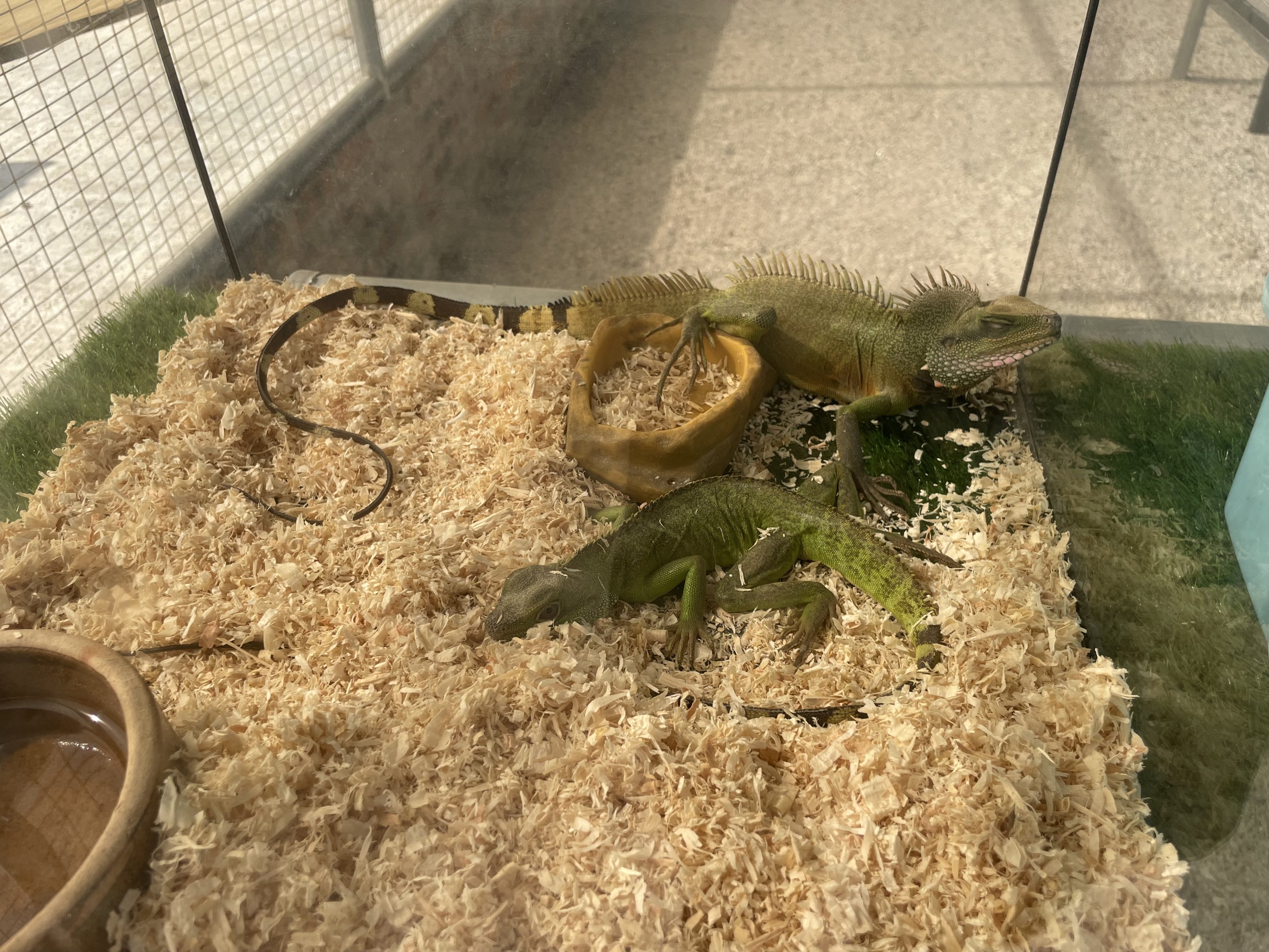 Chinese Water Dragon