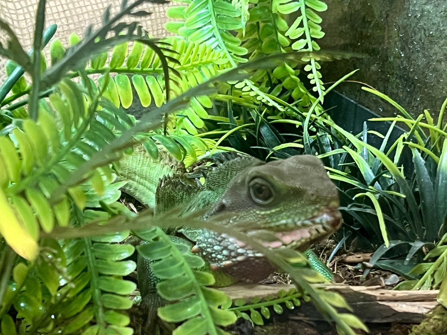 Chinese Water Dragon