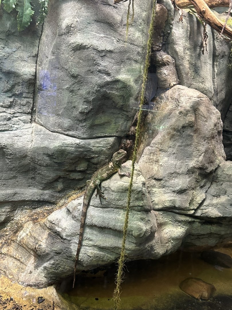 Chinese water dragon