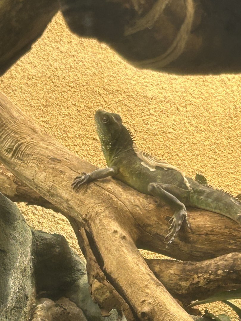 Chinese water dragon
