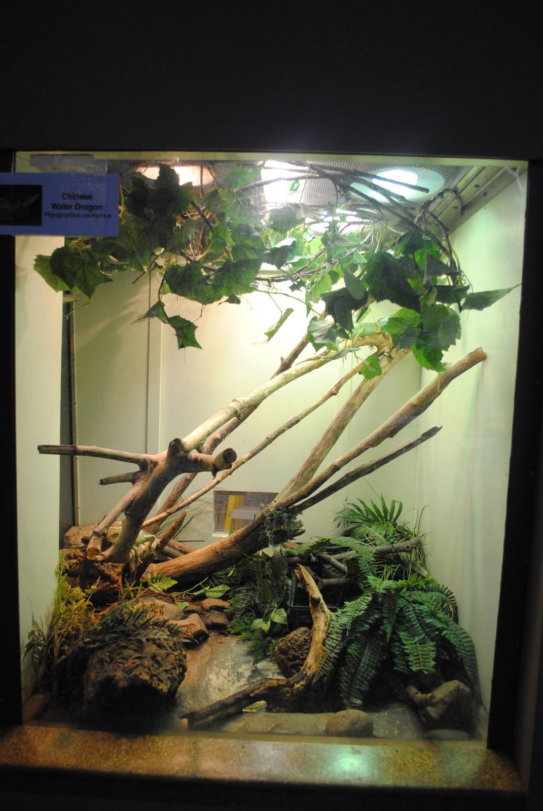 Chinese Water Dragons exhibit