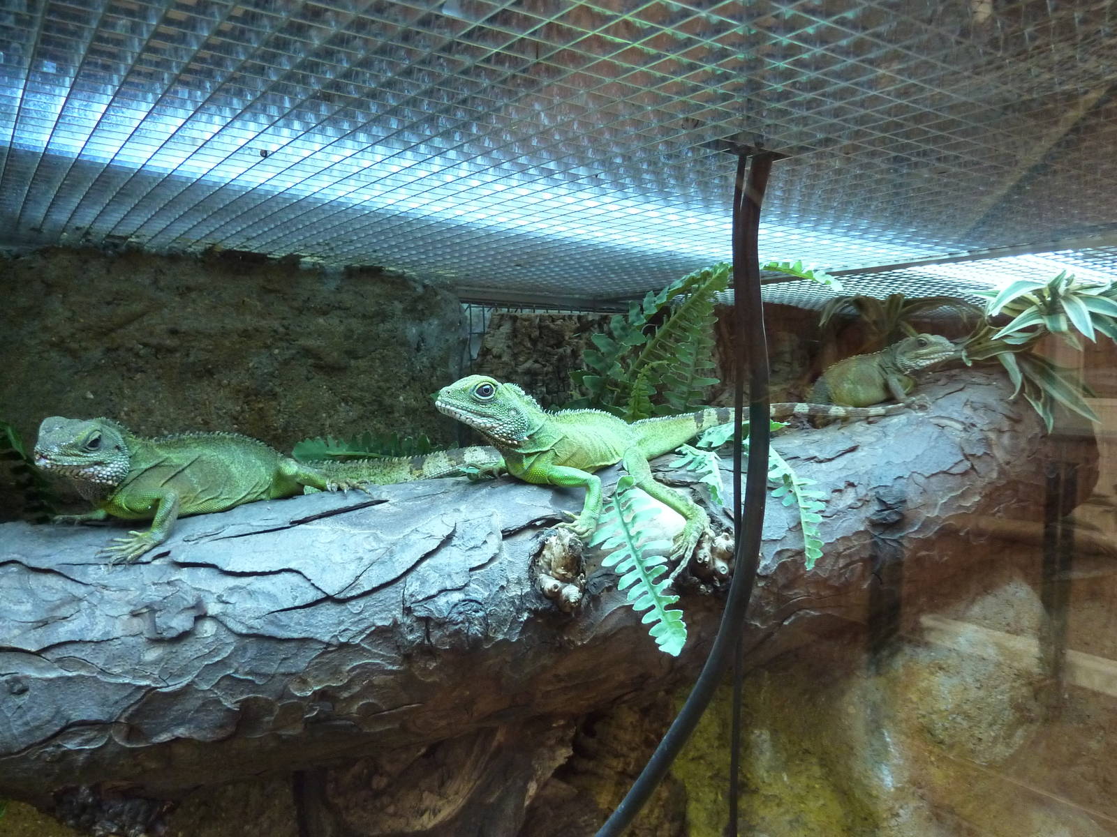 Chinese water dragons
